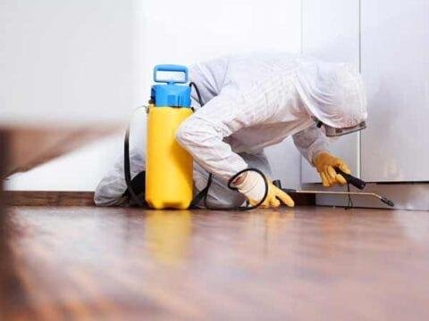 Professional Mold Removal Company Georgetown